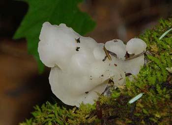 fungi128