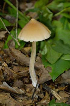 fungi129