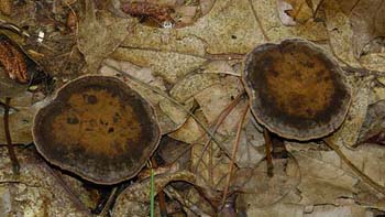 fungi130