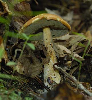 fungi131