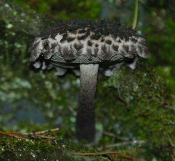 fungi132