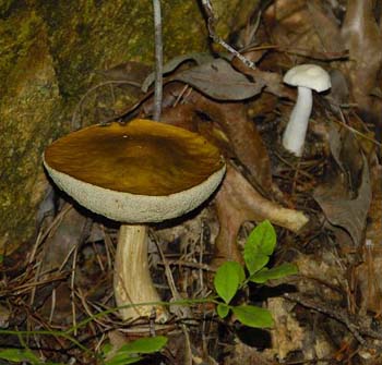 fungi133