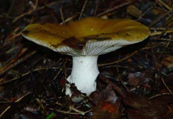 fungi134