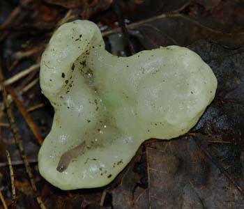 fungi135