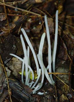 fungi136