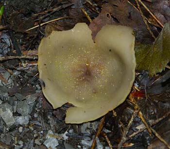 fungi137
