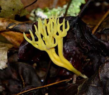 fungi138