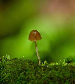 fungi139