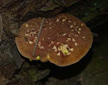 fungi140