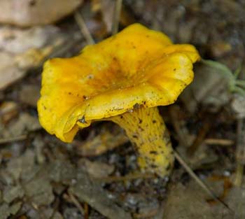 fungi141