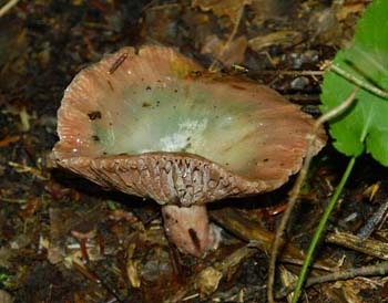 fungi143