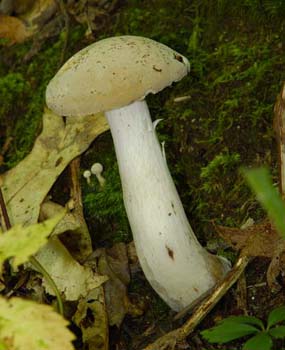 fungi144