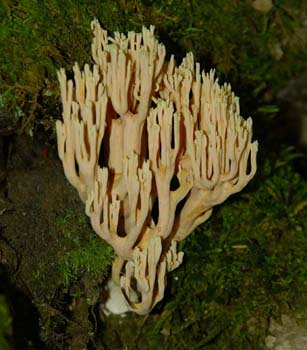 fungi145