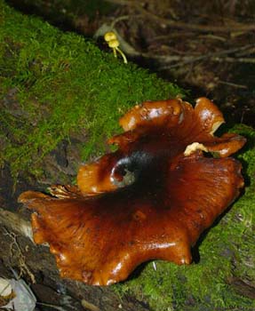 fungi147