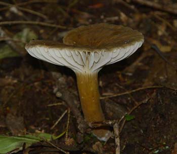 fungi148