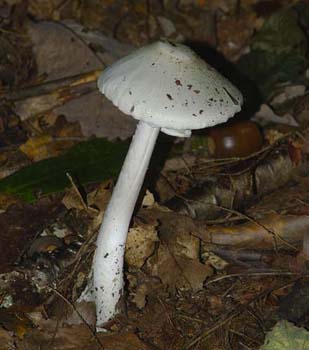 fungi150