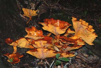 fungi151