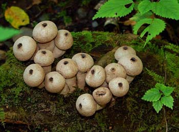 fungi152