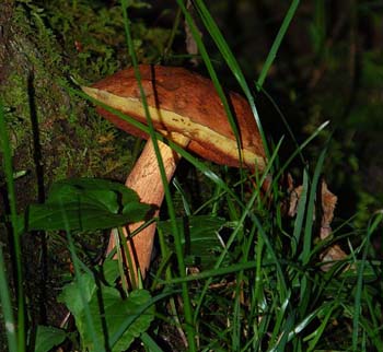 fungi153
