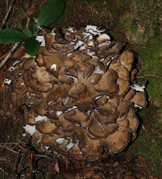 fungi154