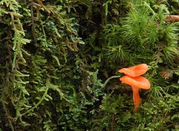 fungi155
