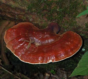 fungi157