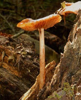 fungi158