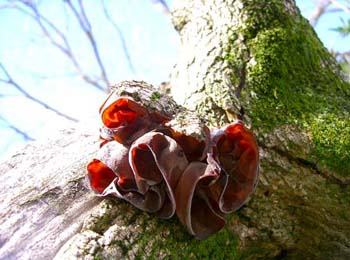 fungi159