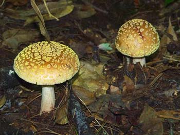 fungi160