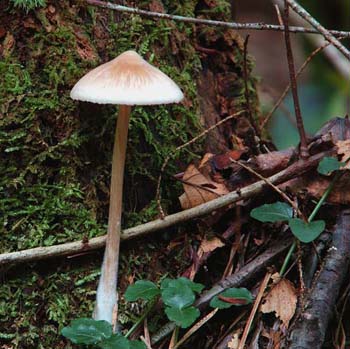 fungi161