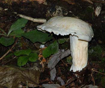 fungi163