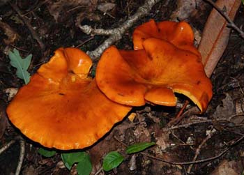 fungi164