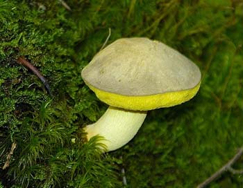 fungi165