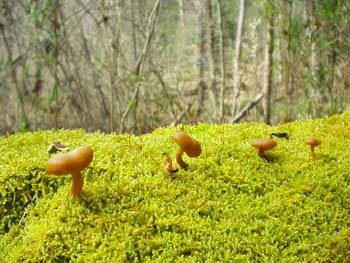 fungi167