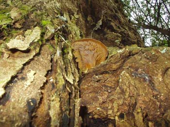 fungi168