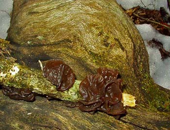 fungi169