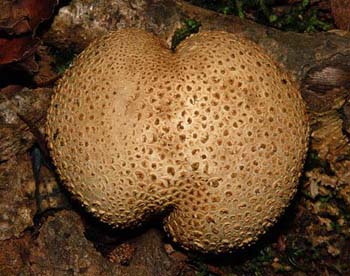 fungi170