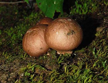 fungi171