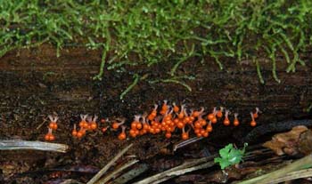 fungi172