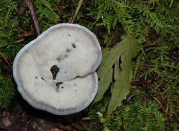 fungi174