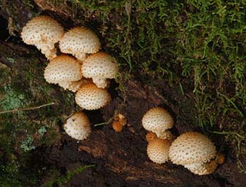fungi175