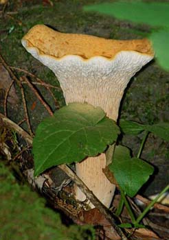 fungi176