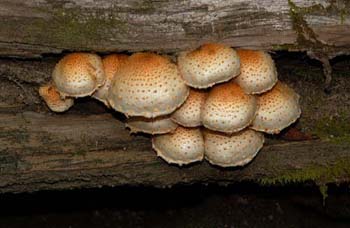 fungi177
