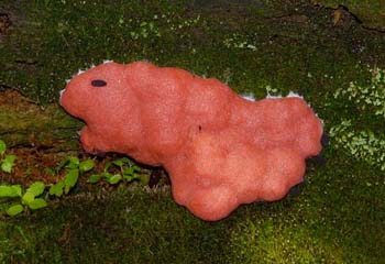 fungi178