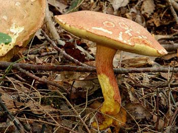 fungi179