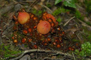 fungi180