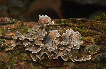 fungi182