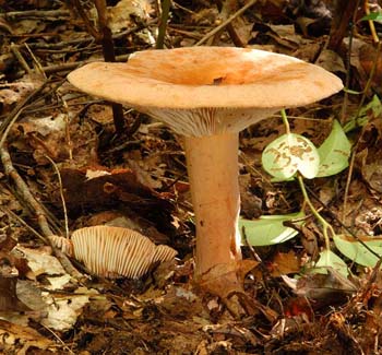 fungi183