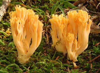fungi184