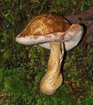 fungi185